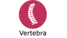 Vertebra